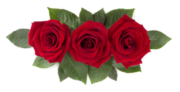 istock Red rose flowers and leaves on white 1295773673