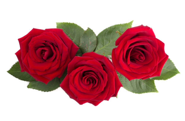 istock Red rose flowers and leaves on white 1295773699