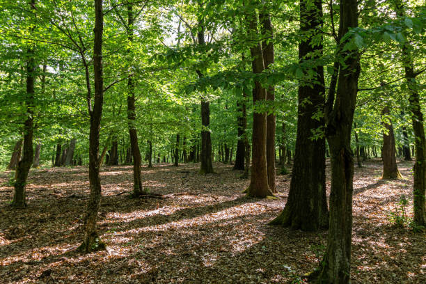 istock Springtime in a sessile oak (Quercus petraea) forest in Hungary 1295773927