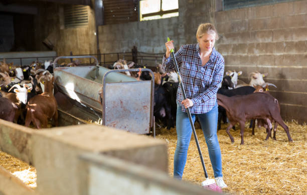 istock Woman cleaning working in livestock barn 1295774026