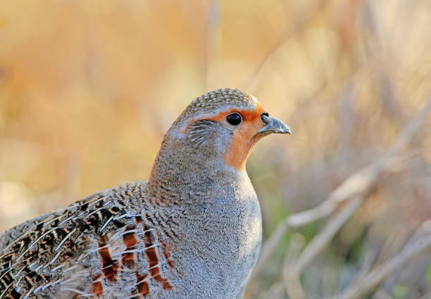 istock The gray partridge (Perdix perdix) portrait 1295774776