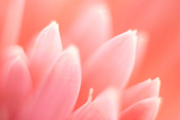 istock gerbera flower petals, macro photo. abstracted petal texture. colored 1295774971