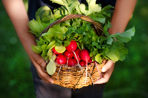 Fresh organic radish, lettuce and parsley in wicker basket in man’s hands