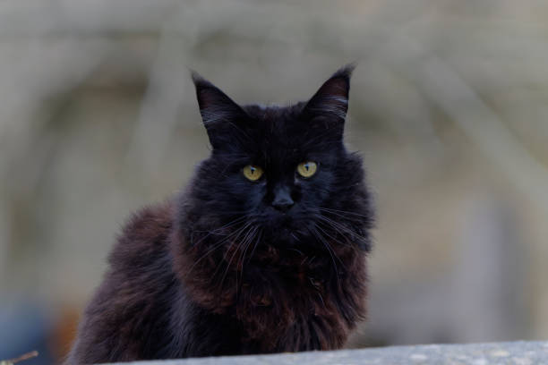 istock Cute Black cat looking at the camera 1295775369