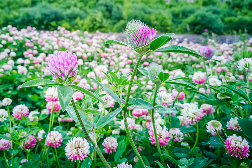 Hybrid or pink, Swedish clover (Trifolium hybridum) - herbaceous plant; species of genus Clover of subfamily Moth family Legumes. Field of pink flowers