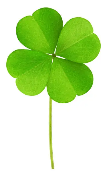Photo of clover isolated on white background, clipping path, full depth of field