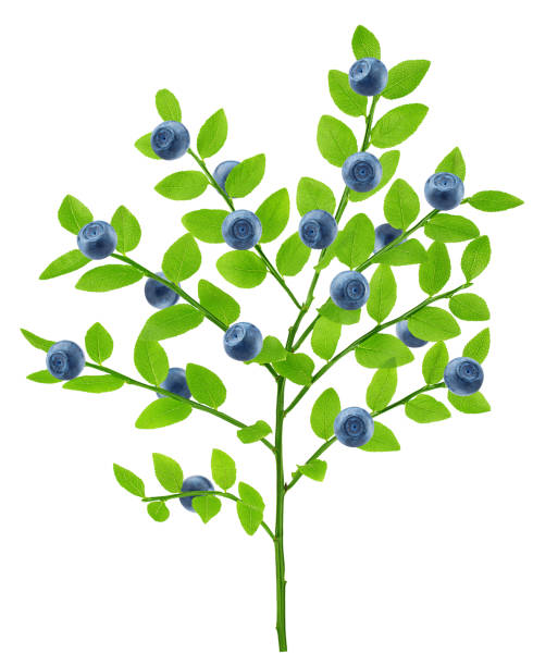 istock Blueberries on branch with leaves, isolated on white background, clipping path, full depth of field 1295777168