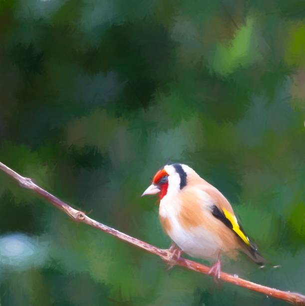 istock Goldfinch In A Painterly Style 1295777177