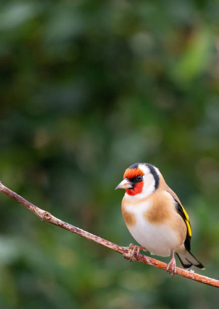 istock Goldfinch Perching In A Garden 1295777253