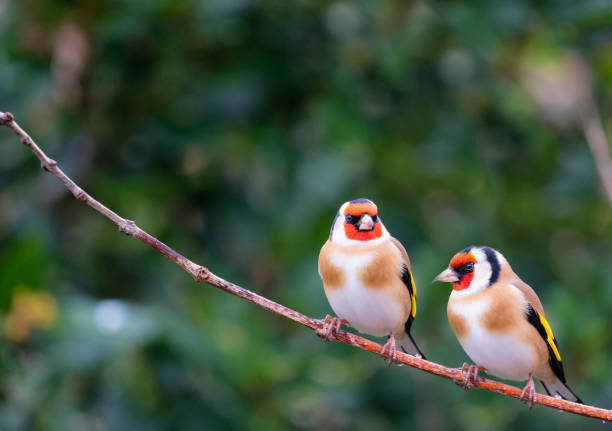 Two Goldfinches Perching In A Garden A pair of beautiful goldfinches, perched on a twig in a garden. gold finch photos stock pictures, royalty-free photos & images
