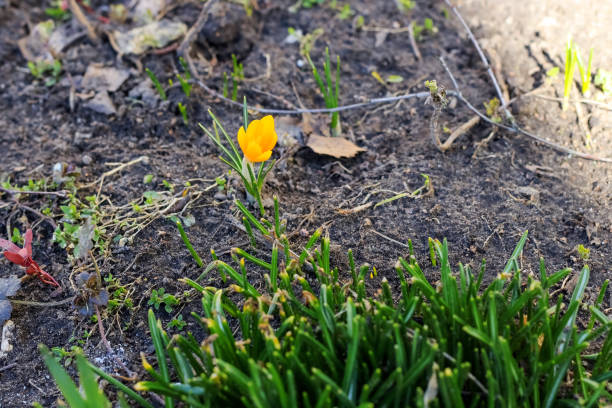 istock Little first spring flower on earth close up 1295777333