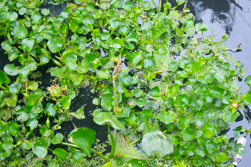 Water hyacinth for wastewater nutrient recovery.