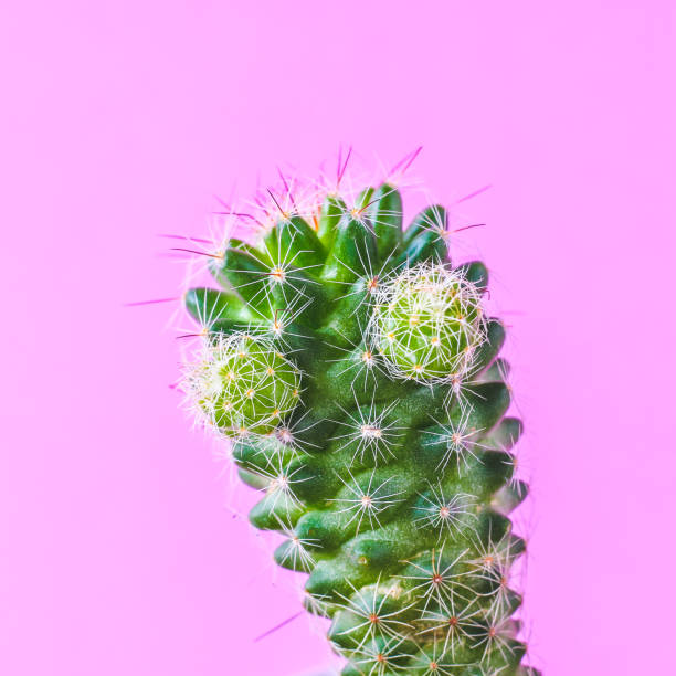 istock Trendy cactus plants on pink background wall. Minimal creative style 1295782562