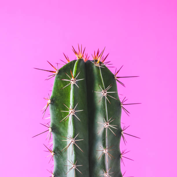 istock Trendy cactus plants on pink background wall. Minimal creative style 1295782585