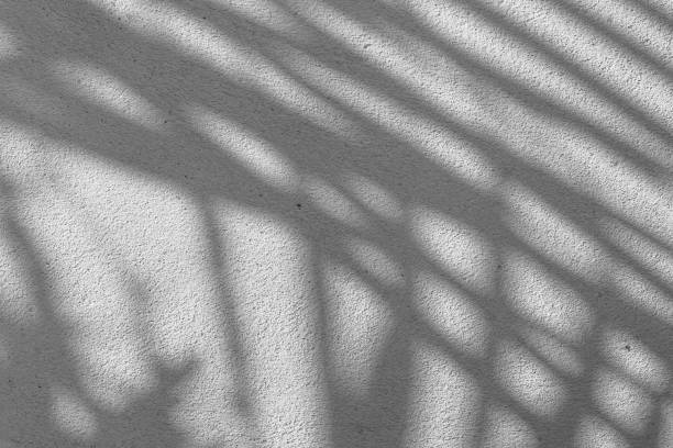 istock Black and White abstract background texture of shadows leaf on a concrete wall. 1295782602