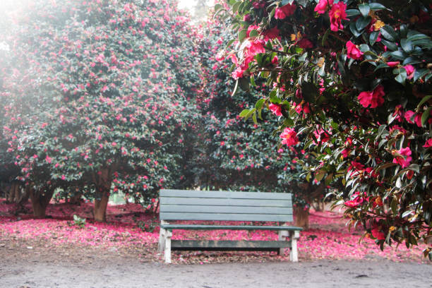 Blooming Camellia flowers of Jeju Island, Korea