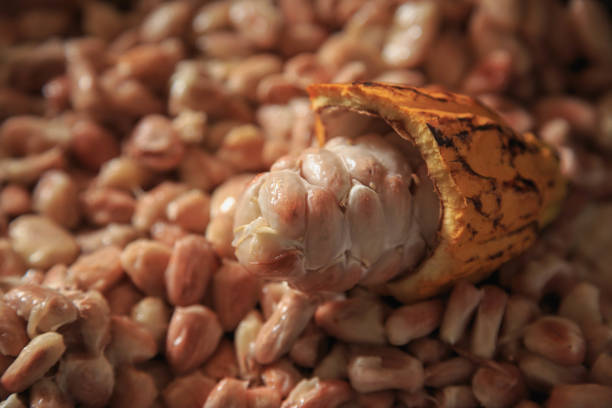 istock Raw cocoa pods and cocoa beans 1295783240