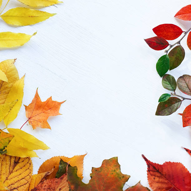 helle herbst- / herbstblätter auf einem weißen holztisch. ansicht von oben, mockup, flatlay. - 16210 stock-fotos und bilder