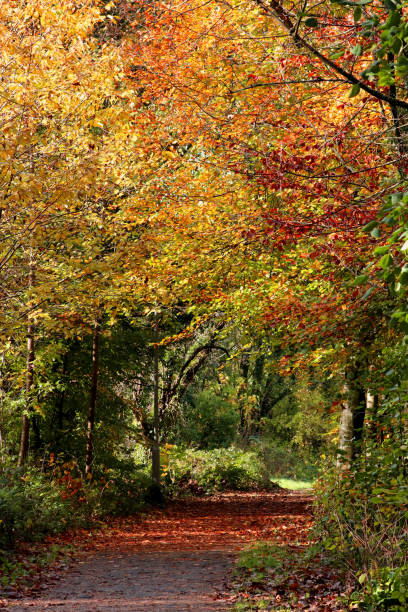 istock Autumn forest with colorful fall leaves. 1295784216
