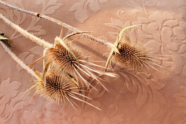 Dried thorn herbs with trendy shadow on beige fabric.