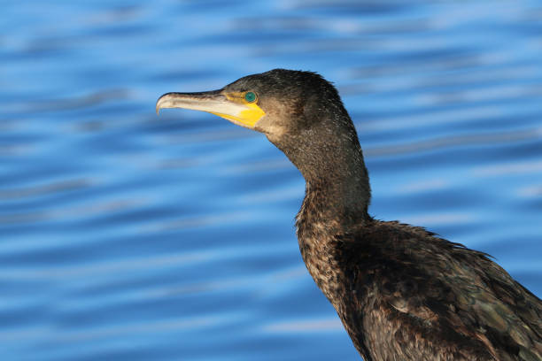 istock Adult Cormorant (Phalacrocorax carbo) 1295784280