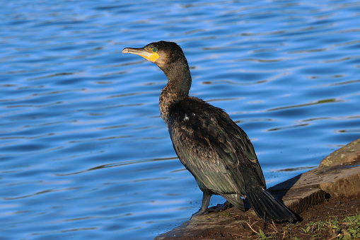 Close up of an adult Cormorant (Phalacrocorax carbo) standing by the side of a lake