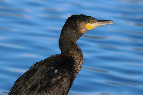 istock Adult Cormorant (Phalacrocorax carbo) 1295784461