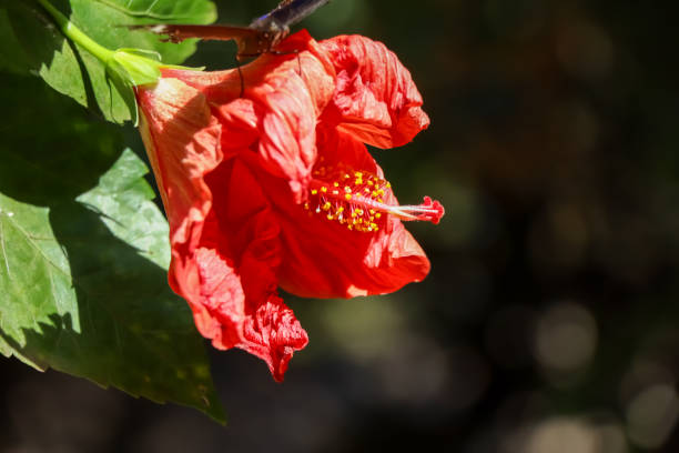 istock Hibiscus rosa-sinensis flower 1295784796