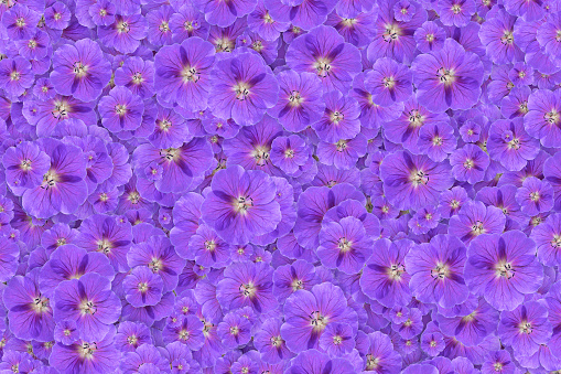 Floral background of a mass of purple geranium flowers
