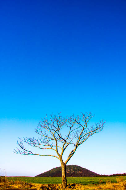 field of grass and perfect sky  in  Jeju Island, Korea