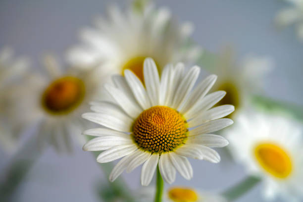 istock beautiful daisies close up on a gray background 1295786987