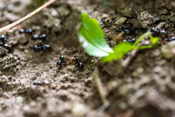 Photo of Go away ant leaf me alone!