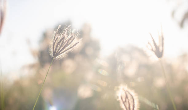 istock Small grass and light of sunset and blur natural background 1295788516
