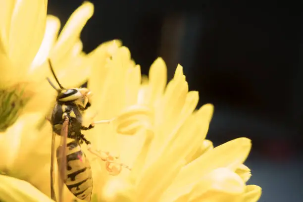 Macro of a wasp bee on a yellow chrysanthemum flower. Extremely close up shot.
