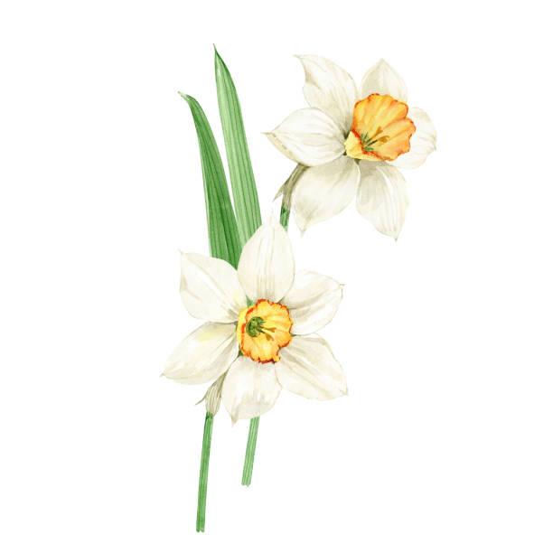 ilustraciones, imágenes clip art, dibujos animados e iconos de stock de ramo de acuarela flores de primavera blanca narcisos, primer plano pintado a mano - daffodil stem yellow spring