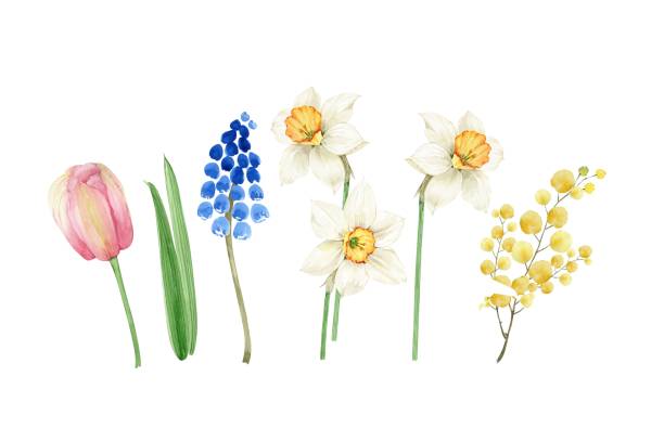 ilustraciones, imágenes clip art, dibujos animados e iconos de stock de acuarela set flores de primavera narcisos, tulipanes sobre fondo blanco, pintado a mano - daffodil stem yellow spring