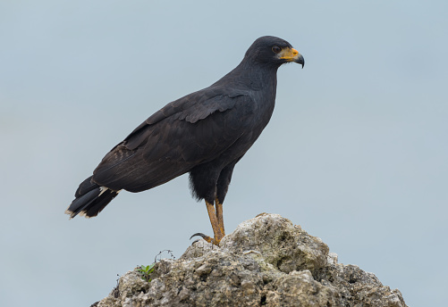 great black hawk, Buteogallus urubitinga, Bocas del Toro, Panama