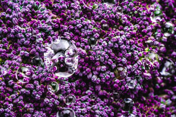 Purple cauliflower raw macro with dew drops