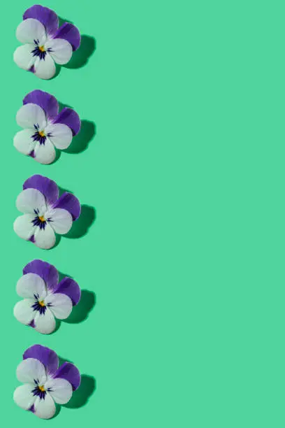 Pansy or viola flower purple and white pattern rhythm in a row on green mint leaf color background with shadows