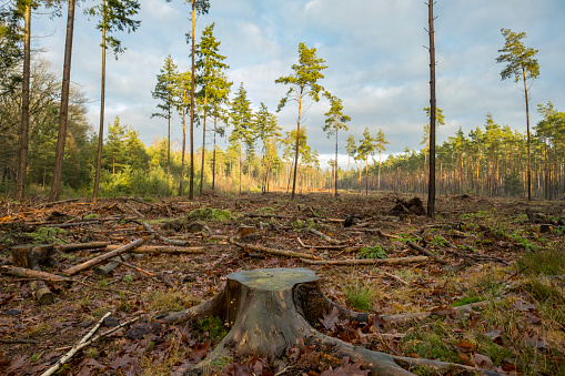 Deforested area during a winter day in the Veluwe nature reserve in Gelderland, The Netherlands.
