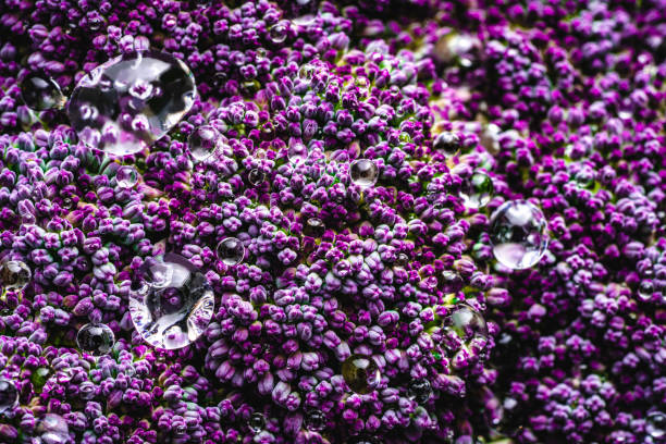 istock Purple cauliflower raw macro with dew drops 1295791787