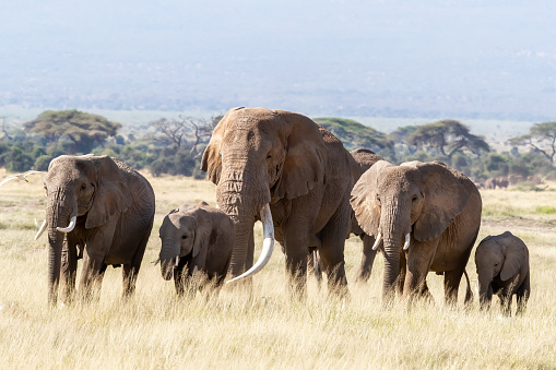 A large bull elephant walks with a herd of females and young through the long grass of Amboseli National Park, Kenya