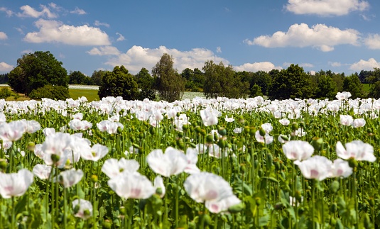 flowering opium poppy field in Latin papaver somniferum, white colored poppy is grown in Czech Republic