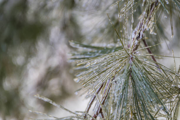 Ice on Pine Needles for a nature inspired winter background.  Winter background.