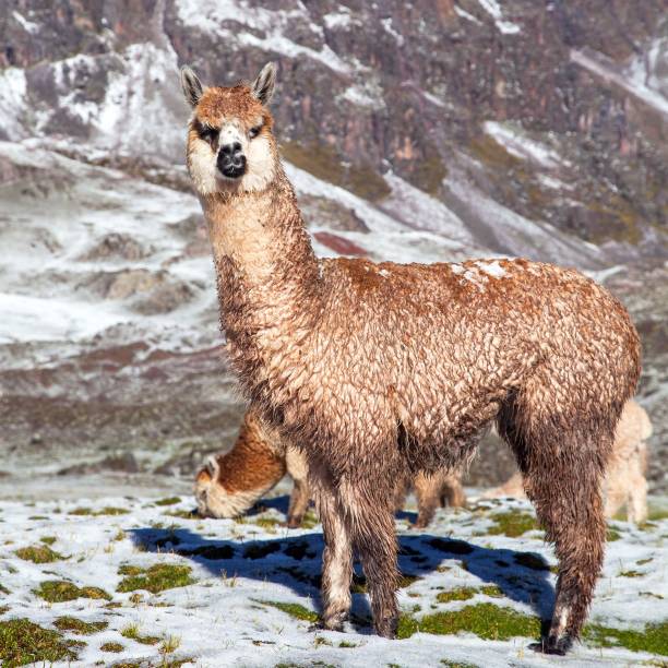 istock llama or lama on pastureland 1295792286