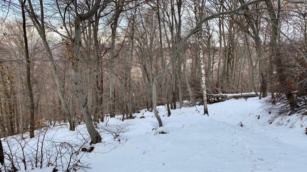 istock Snow in the north Italian woods 1295793711