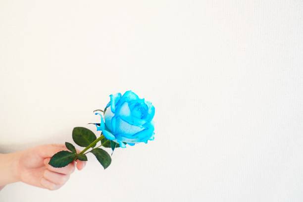 istock The blue rose which a woman has in a hand. 1295793922
