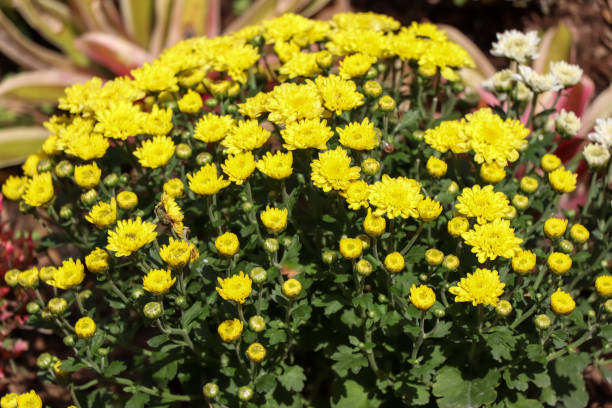 istock Florist Chrysanthemum flower 1295794925