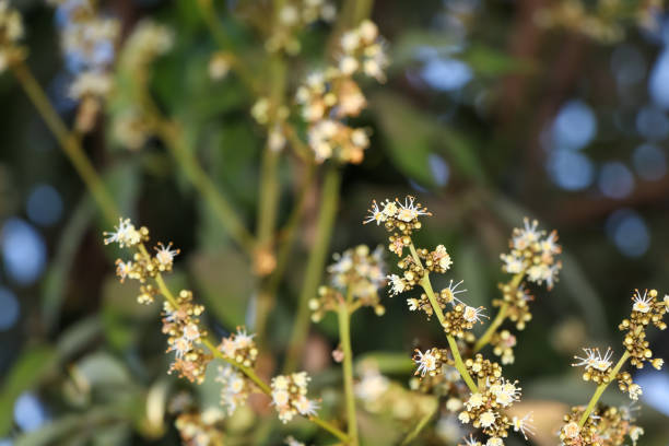 istock Dimocarpus longan Lour flower 1295795765