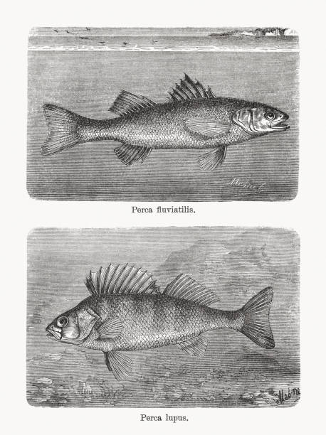 ilustrações de stock, clip art, desenhos animados e ícones de european perch and sea bass, wood engravings, published in 1893 - fish prepared fish fishing bass